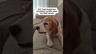 No matter what I'm eating, Basil somehow believes we ordered it together 😂 #beagle #funnydogs #dogs