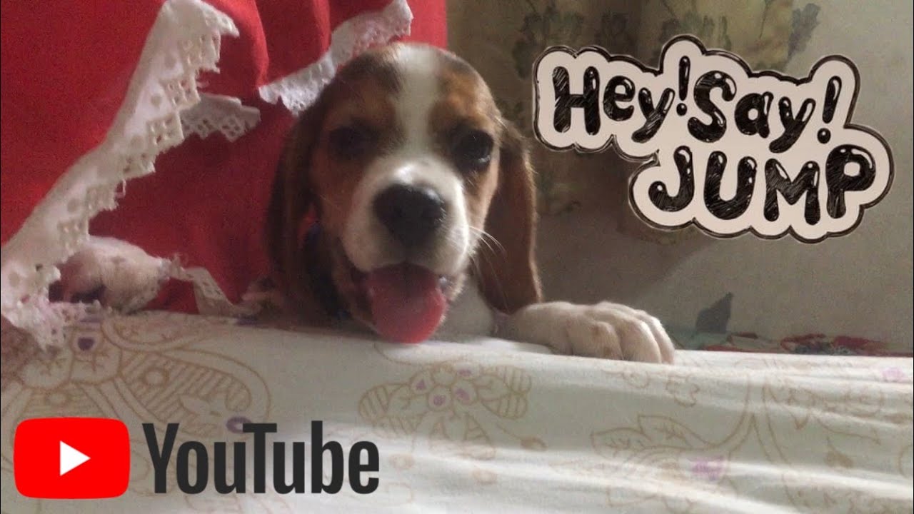 Cute beagle puppy tries to get on bed