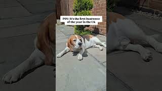 Basil has officially entered lizard mode 😂🤣 #beagle #beagles #funnydog #funnyshorts #doglife