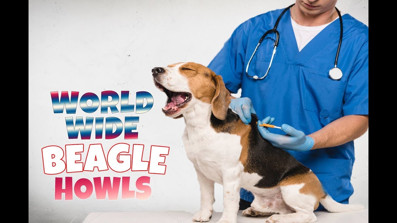 How Do BEAGLES sound all over the World? Funny Beagles Howling and Barking.