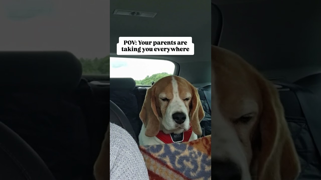 My parents have separation anxiety. They refuse to go anywhere without me 😂 #beagle #funnydogs #pov