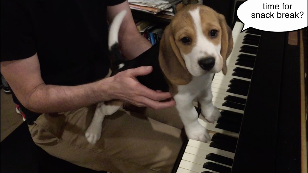 Puppy Oliver plays the piano