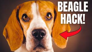 Beagle Training Made Simple: 5 Essentials for Beginners