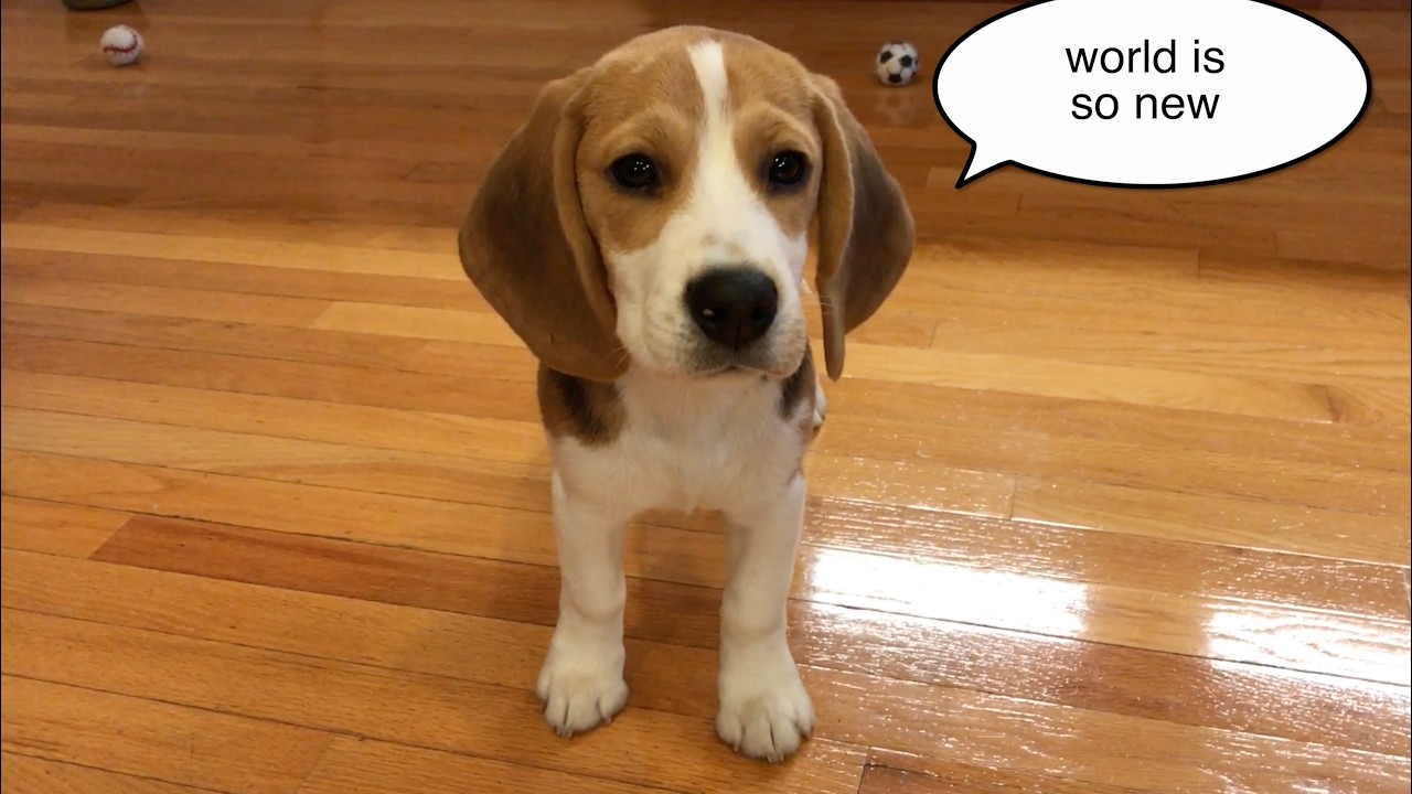 Adorable lost beagle puppy footage
