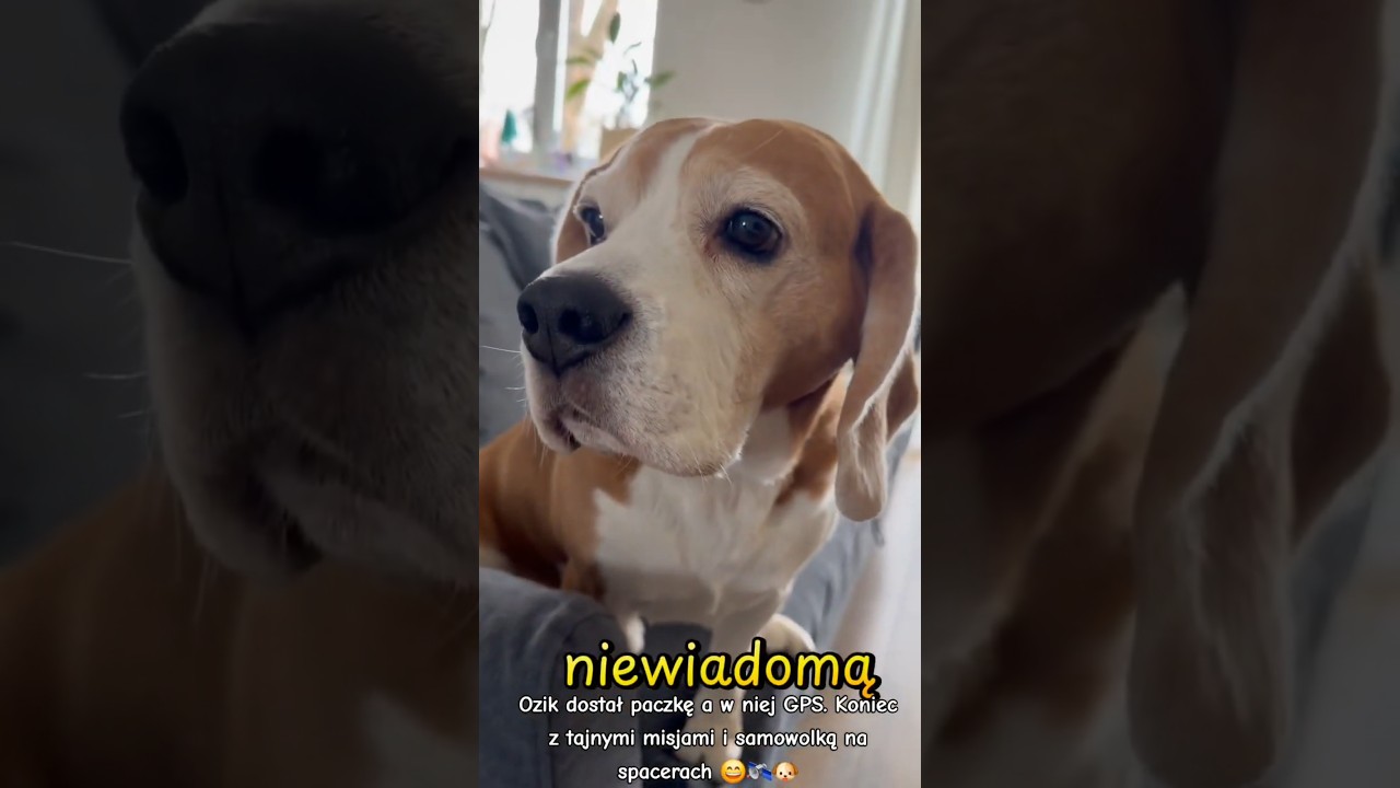 Beagle o imieniu Ozi