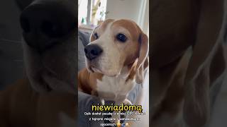 Beagle o imieniu Ozi