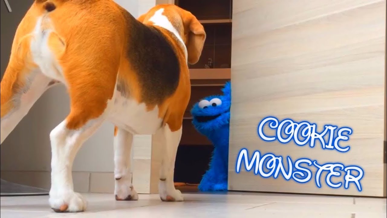 Funny Dog Pranked by The Cookie Monster