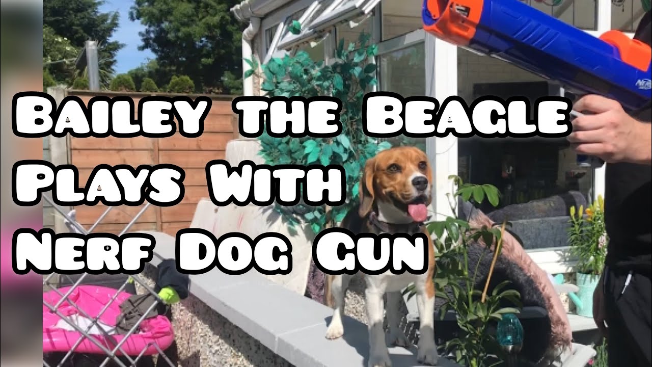 Bailey the Beagle plays with Nerf Dog Gun