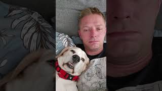 Proving my teacher was wrong 🤣🤣#BeagleLife #DogHumor #FunnyDogs #DogLovers #FunnyReels #DogParents