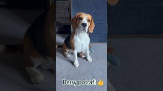 Berry potrafi 🧡👍