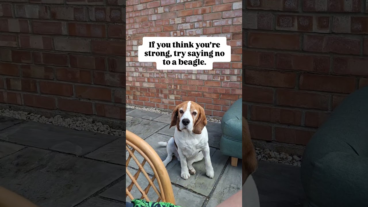 If you know, you know. It’s the beagle effect 😂🤣😂 #dogshorts #funnydogs #beagle #beaglelife