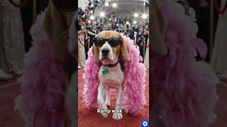 #happynationalpetday 🧿 #viral #cute #funny #entertainment #beagle #pets #trend #dailyvlog #love #pet