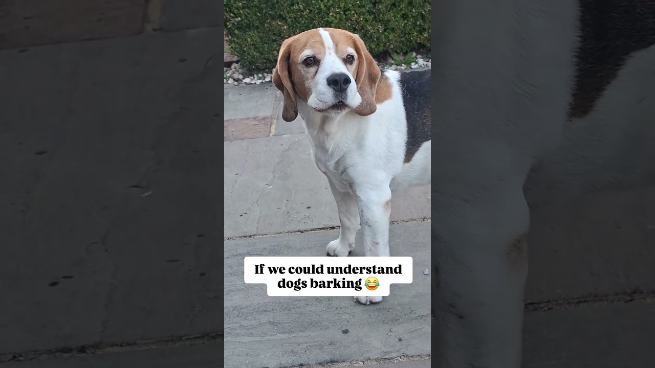 What you’ll hear walking past our house 😂🤣😂 #dogshorts #beagle #funnydogs #funnydog #viralshorts