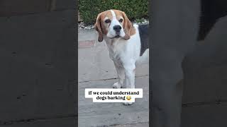 What you’ll hear walking past our house 😂🤣😂 #dogshorts #beagle #funnydogs #funnydog #viralshorts