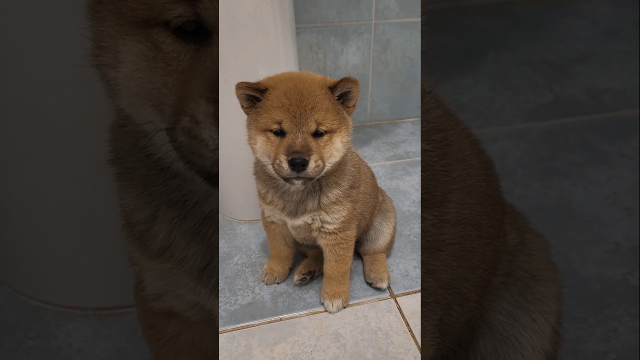 Suczka shiba inu piękny szczeniak