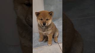 Suczka shiba inu piękny szczeniak