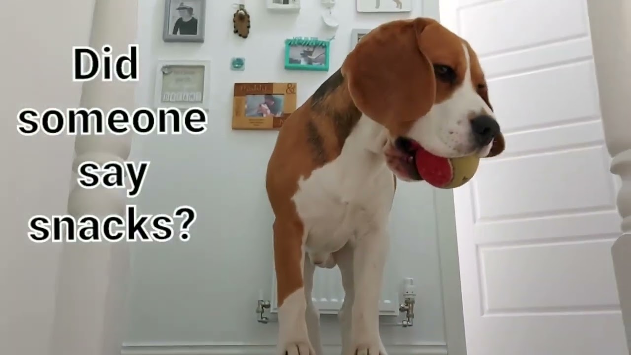 Did someone say snacks? | Funny cute Rocket the beagle