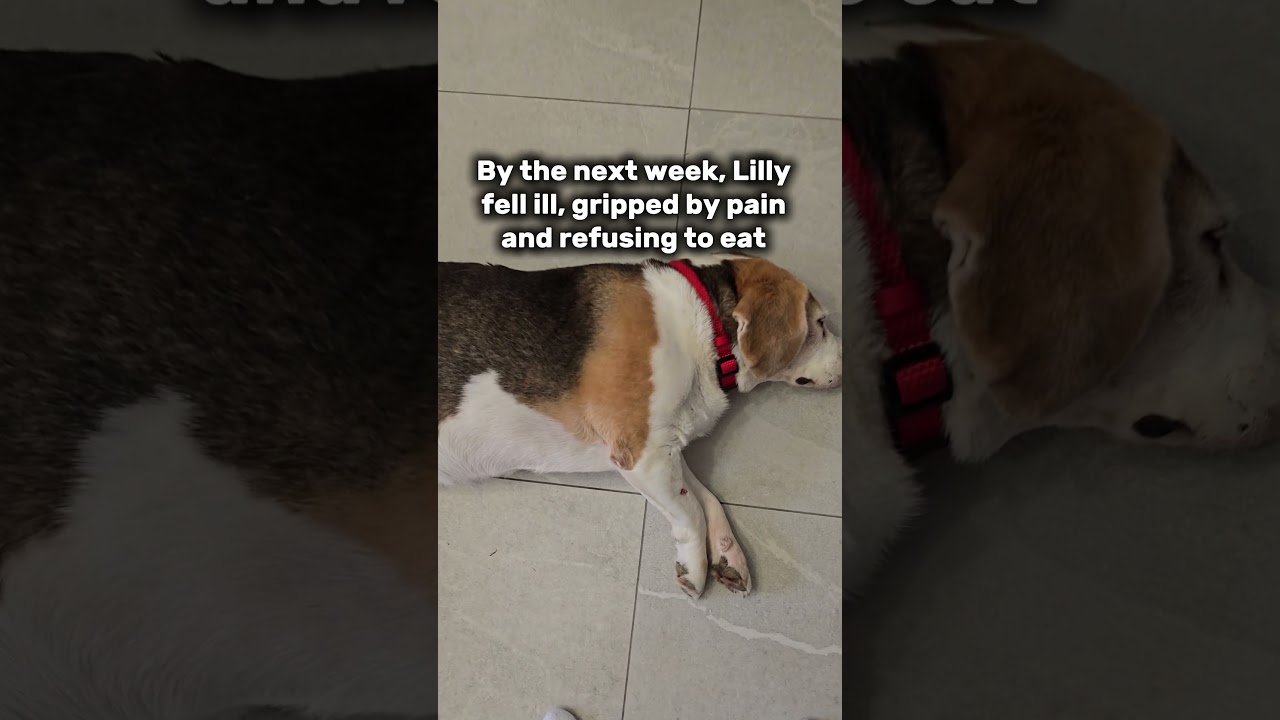 When your dog is feeling unwell🐶#DogLovers #BeagleLife #DogHealth #BeagleLove #PetCare #DogParents