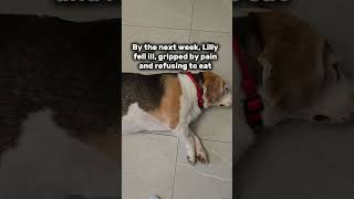 When your dog is feeling unwell🐶#DogLovers #BeagleLife #DogHealth #BeagleLove #PetCare #DogParents
