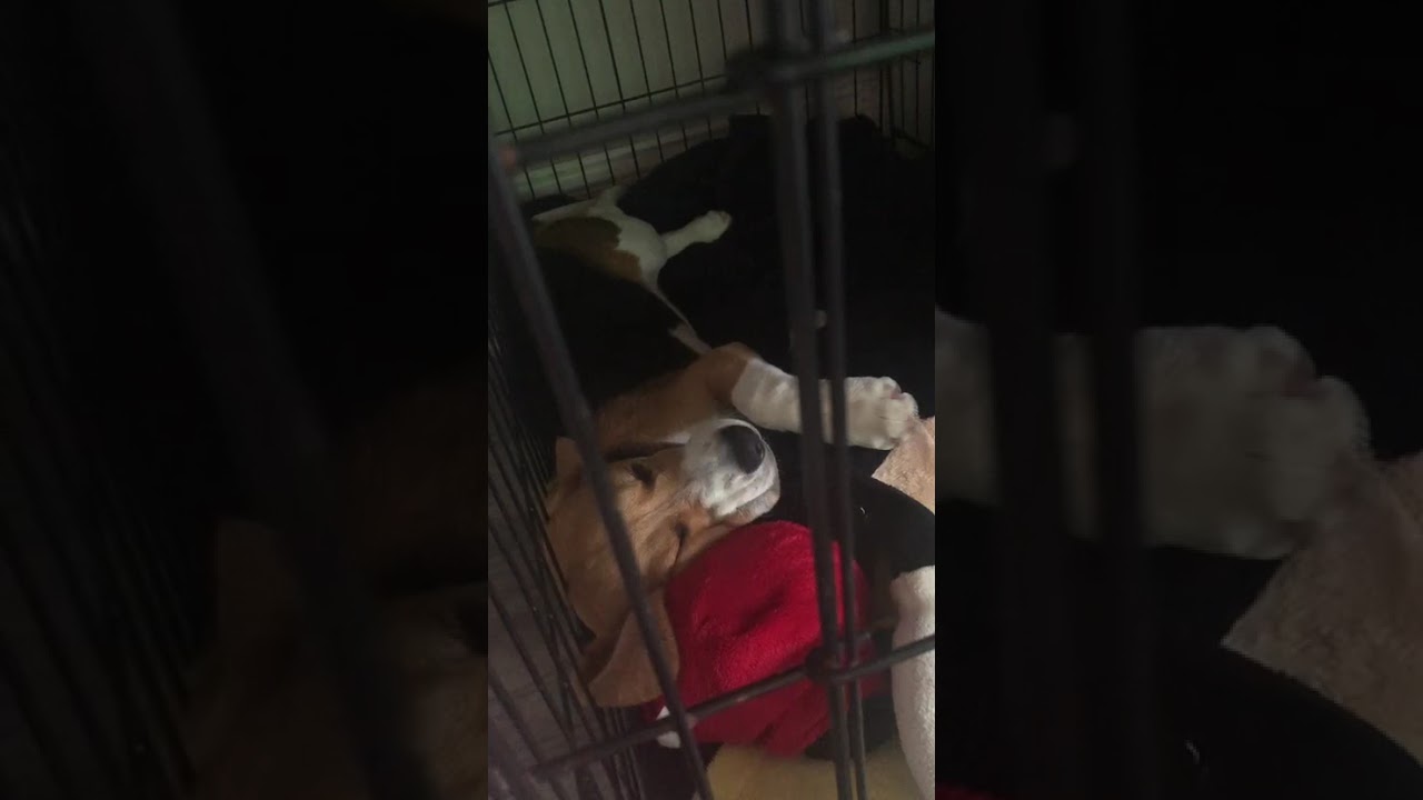 A happy, snoring, puppy Lois!