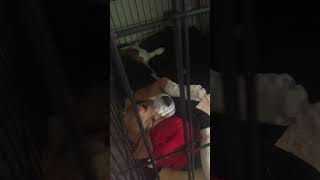 A happy, snoring, puppy Lois!