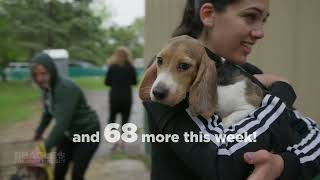 RIDGLAN RELEASE: DAYS 3 & 4 | Beagle Freedom Project