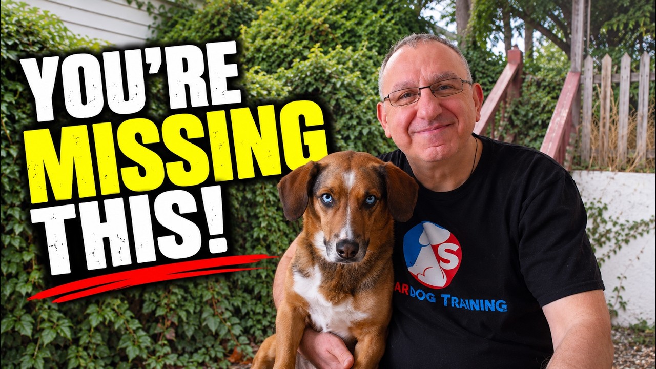 Dog Won't Listen? Don't Train More — Do This Instead