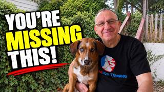 Dog Won't Listen? Don't Train More — Do This Instead
