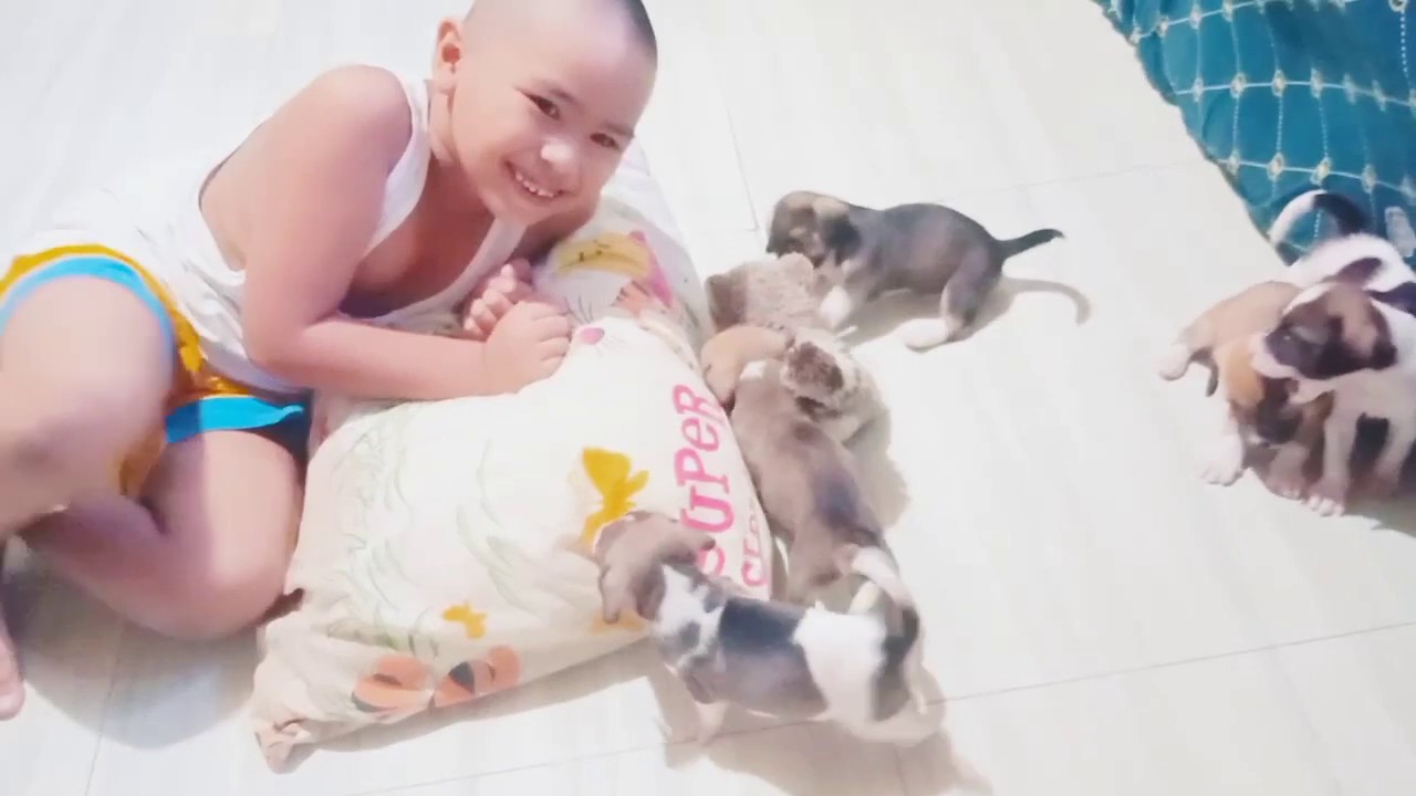 Cute & Adorable Beagle Puppies | 1 month old