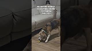 All he wants to do is play #beagle 😁​#BeagleLife #DramaticDog #BeagleWhine #DogDrama #cutedog