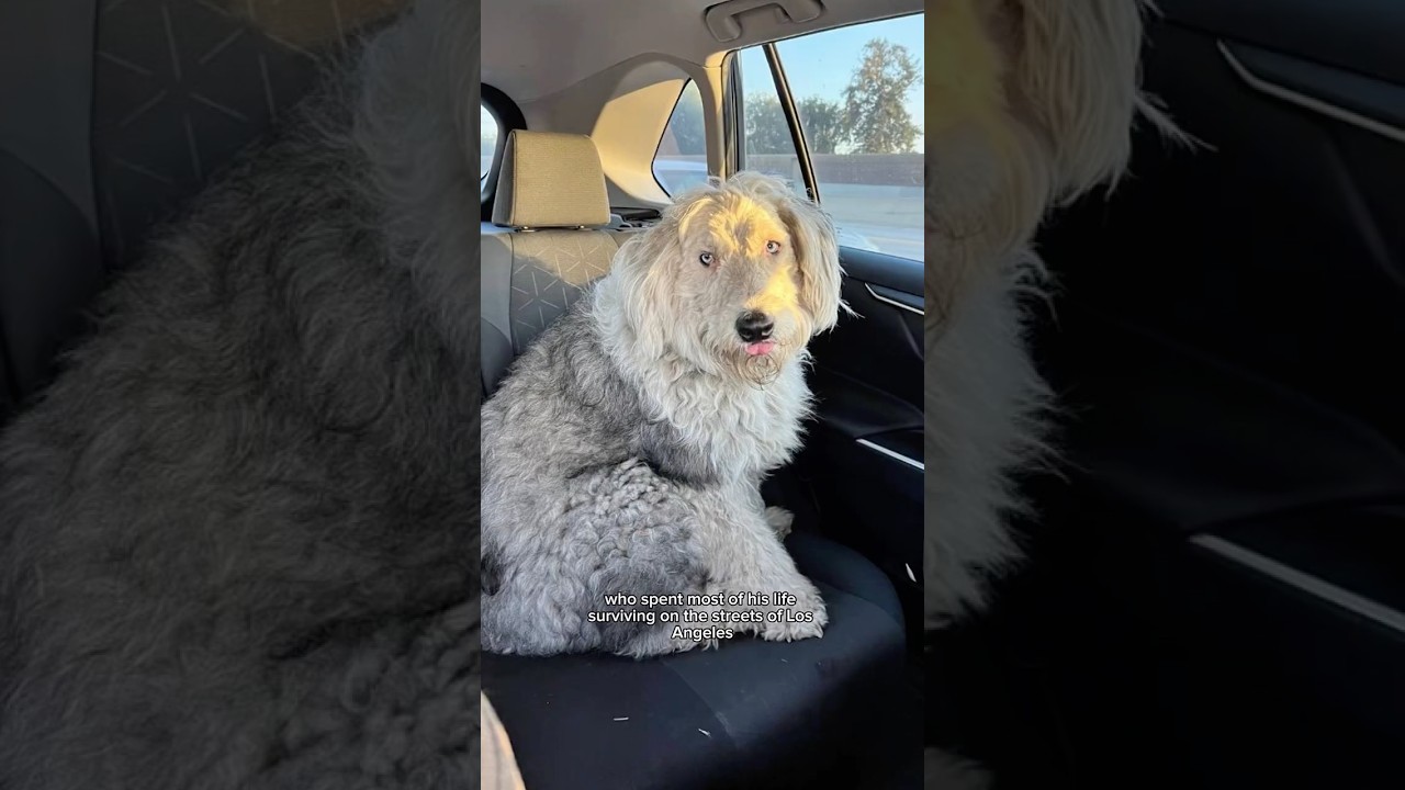 Bernie the Old English Sheepdog - URGENT FOSTER OR ADOPTER NEEDED! ‼️