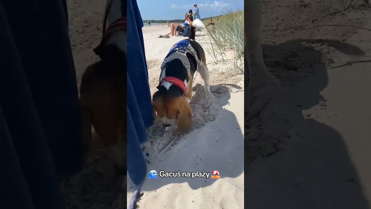 Beagle Gacuś i morze