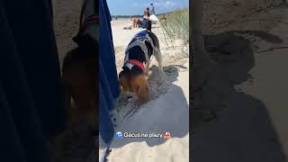 Beagle Gacuś i morze