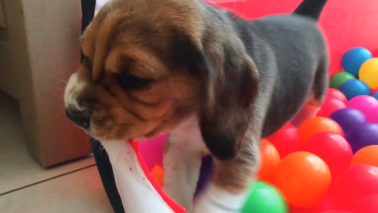 4 Week Old Beagle Puppy Terror | Beagle Universe