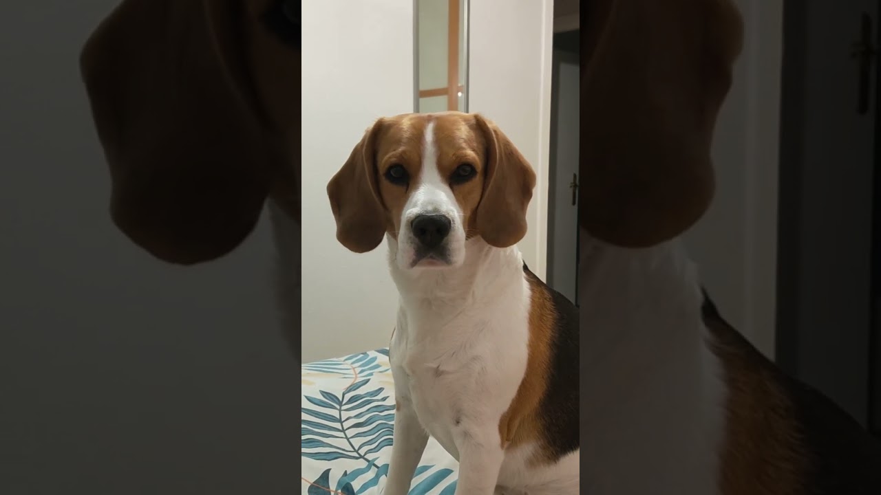 WHAT?? 🐶MAX🐶