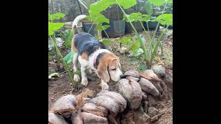 Beagle Puppy Taking Care Of His Plants 🌱😊🐶 #beagle #puppy #dog #pets