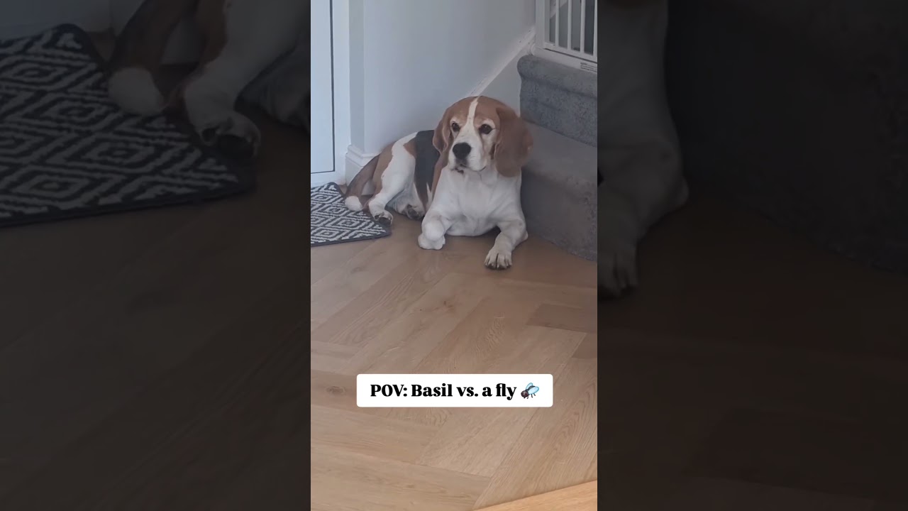 Can someone please tell the fly it's not welcome here? 🪰🐶😂 #funnyshorts #beagle #dog #funnydogs