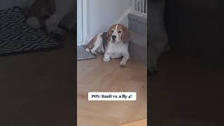 Can someone please tell the fly it's not welcome here? 🪰🐶😂 #funnyshorts #beagle #dog #funnydogs