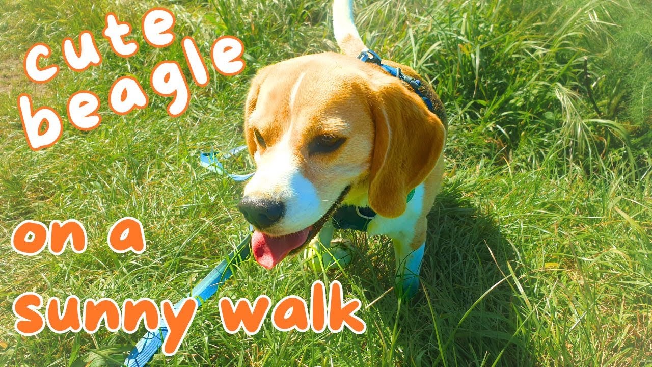 Cute Beagle on a Sunny Walk!