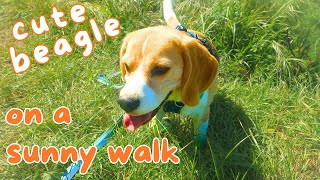 Cute Beagle on a Sunny Walk!
