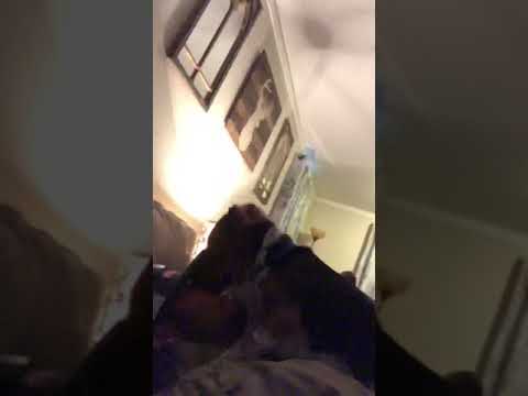 Trigger The Beagle Howling