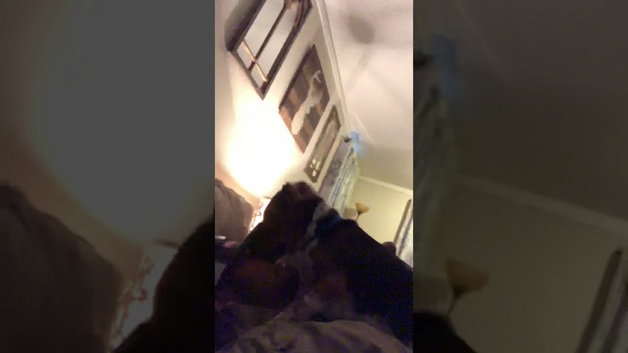 Trigger The Beagle Howling