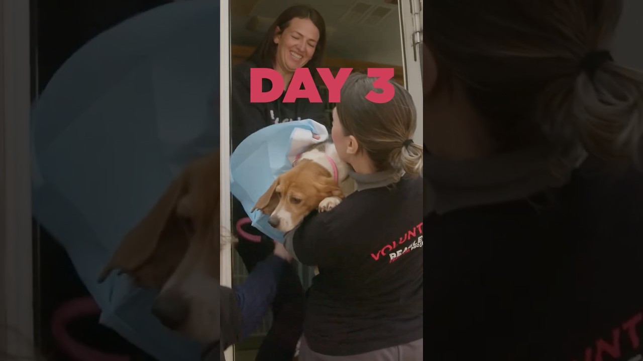 Ridglan Release Day 3 | Beagle Freedom Project