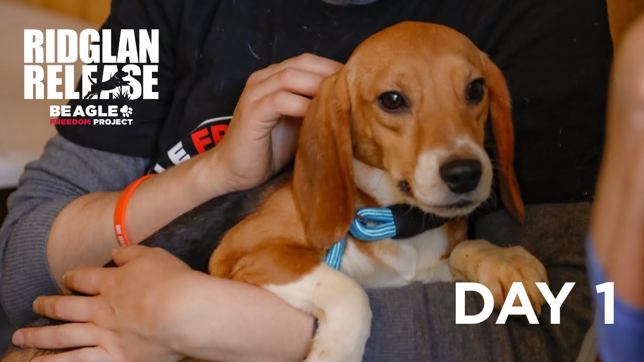RIDGLAN RELEASE: Day 1 | Beagle Freedom Project 🐶❤️