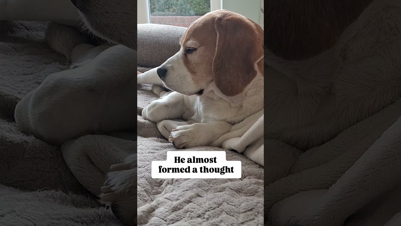 Loading... ⏳😂🤣 #beagle #beagles #beaglelife #dogmemes #petvibes #funnydogs