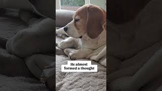 Loading... ⏳😂🤣 #beagle #beagles #beaglelife #dogmemes #petvibes #funnydogs