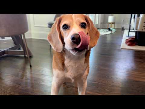Oliver licks his favorite things