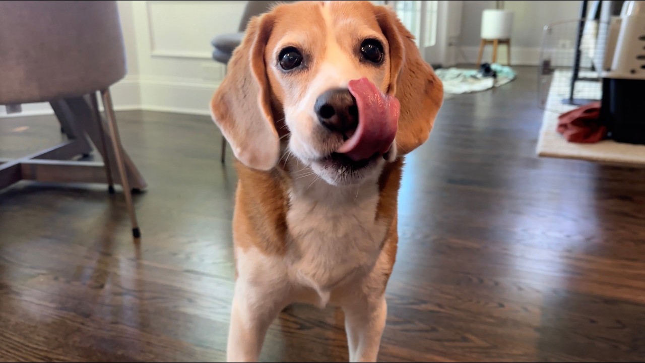 Oliver licks his favorite things