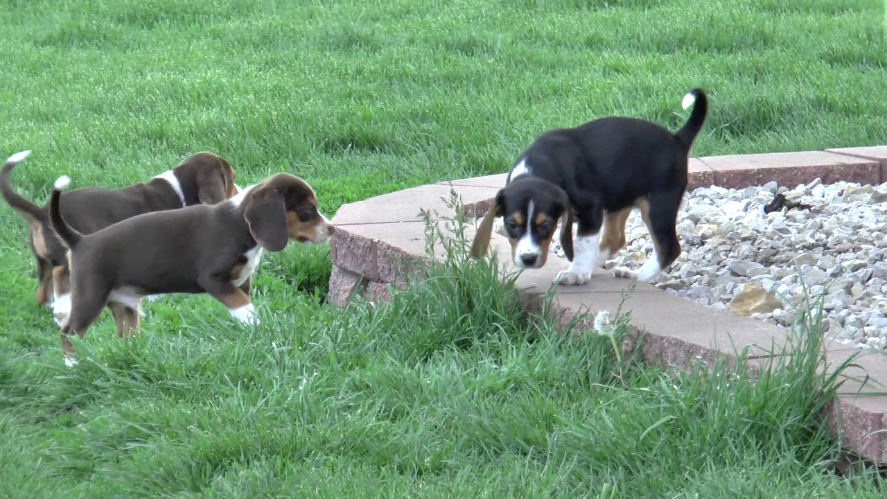Beagle Puppies II