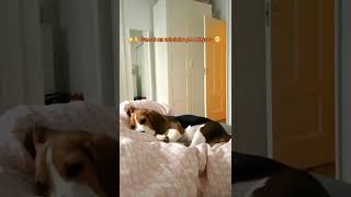 Śpiacy beagle